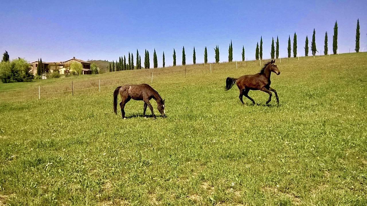 Podere Le Volte Vila Pergine Valdarno Exterior foto